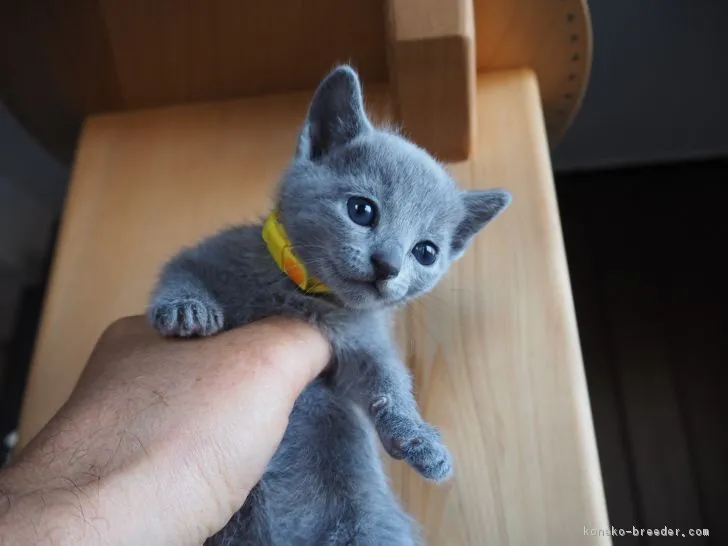 ID：1801-00382の子猫