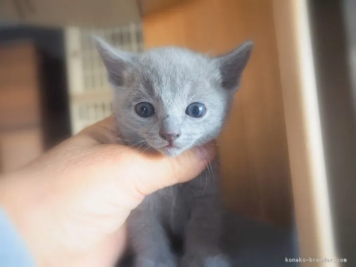 Nori 様のお迎えした子猫