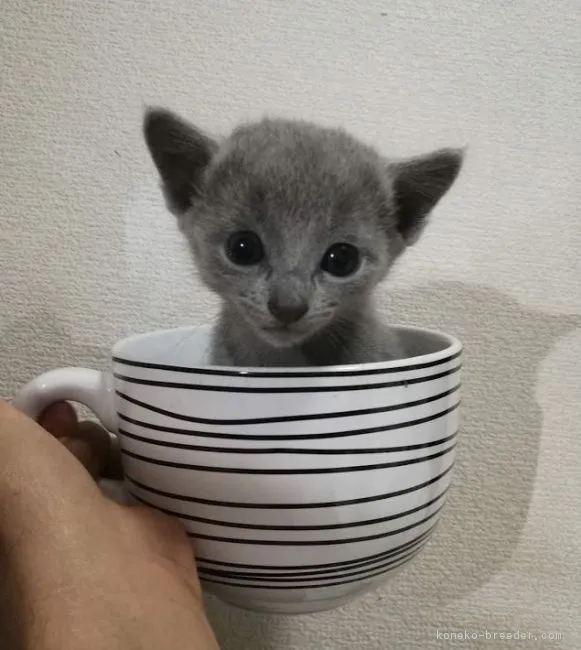 ID:1810-00233の子猫