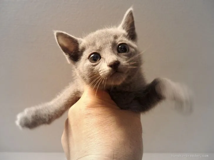 ID：1801-00369の子猫