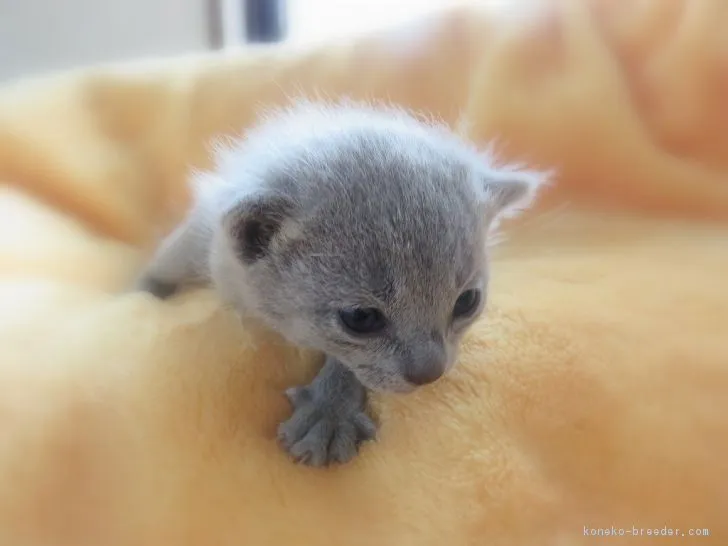 フォーマルハウト 様のお迎えした子猫