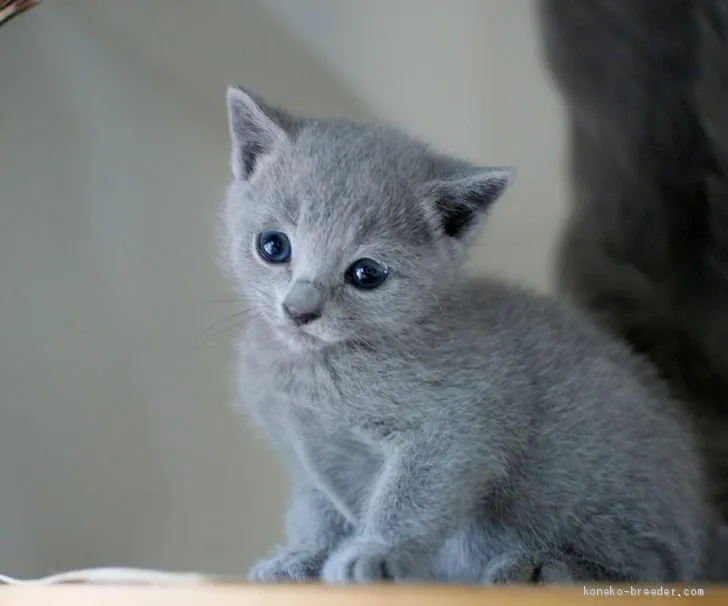 にゃんこ 様のお迎えした子猫