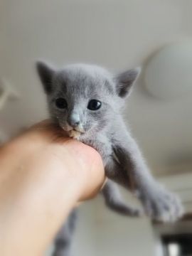 ロシアンブルー【神奈川県・男の子・2020年11月1日・ブルー（ショートヘア）】の写真「同じく走って膝に乗ります(^^♪」