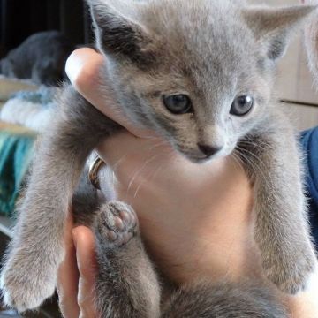 ロシアンブルー【神奈川県・男の子・2017年11月8日・ブルー】の写真「可愛い性格　人間大好きです」