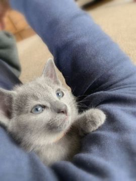 ロシアンブルー【神奈川県・女の子・2019年3月21日・ブルー】の写真「人好きでいつもくっついています」