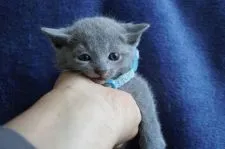 ロシアンブルー【神奈川県・男の子・2022年2月25日・ブルー】の写真1「3/27」