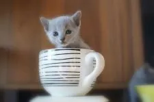 ロシアンブルー【神奈川県・男の子・2017年12月11日・ブルー】の写真5「1/10　撮影」