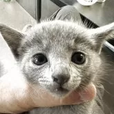 ロシアンブルー【神奈川県・男の子・2025年9月9日・ブルー】の写真12「顔がはっきりわかるようにアップです」