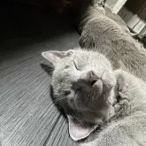 ロシアンブルー【神奈川県・男の子・2025年9月9日・ブルー】の写真13「寝顔が愛らしいです」