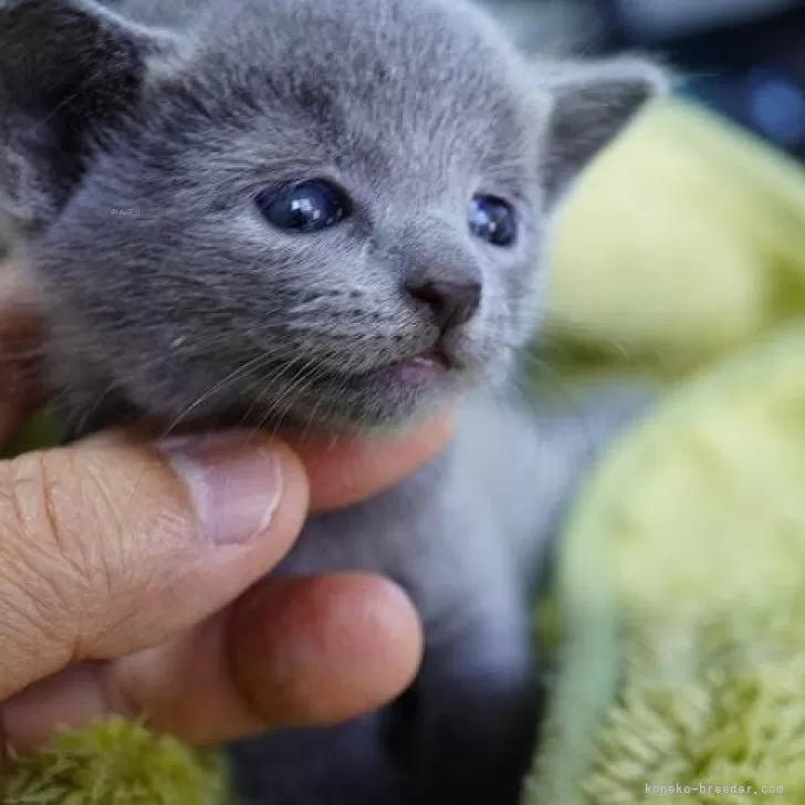 ロシアンブルー【神奈川県・男の子・2025年9月9日・ブルー】の写真1