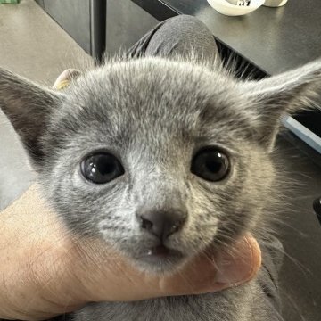 ロシアンブルー【神奈川県・男の子・2025年9月9日・ブルー（ショートヘア）】の写真「ケージに入れず、家族猫と一緒に育てています」