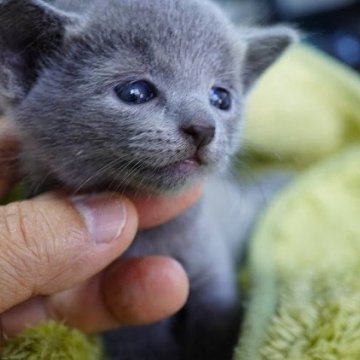 ロシアンブルー【神奈川県・男の子・2025年9月9日・ブルー（ショートヘア）】の写真「ケージフリーで育てています」
