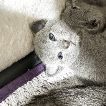 猫アレルギーの症状・原因・対策は？ アレルギーになりにくい猫