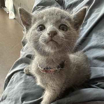 ロシアンブルー【神奈川県・男の子・2025年9月9日・ブルー（ショートヘア）】の写真「ケージフリーで育てています。誰にでも懐きます。」