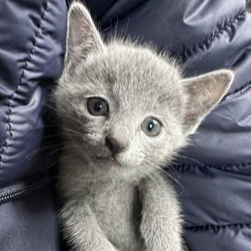 ロシアンブルー【神奈川県・男の子・2025年9月9日・ブルー（ショートヘア）】の写真「ケージフリーで育てています」