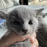 ロシアンブルー【神奈川県・男の子・2025年9月9日・ブルー】の写真3「初めてのゴートミルク飲みました」