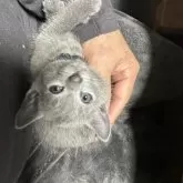 ロシアンブルー【神奈川県・男の子・2025年9月9日・ブルー】の写真7「私の食事中はずっと膝の上です」