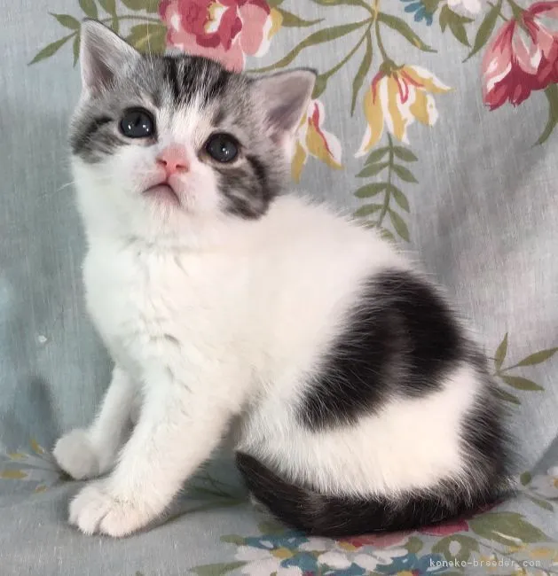 ID:1812-01341の子猫