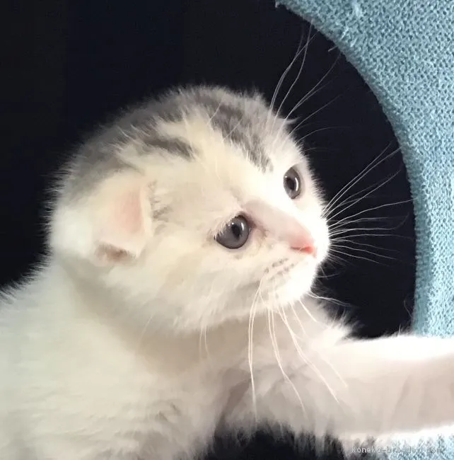 ID：1810-01748の子猫