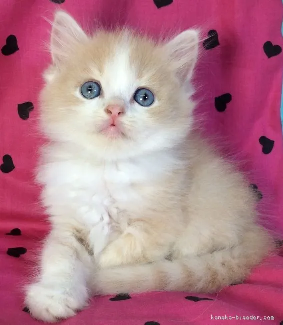 ID:1809-00542の子猫