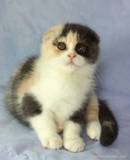 ID：1804-00404の子猫