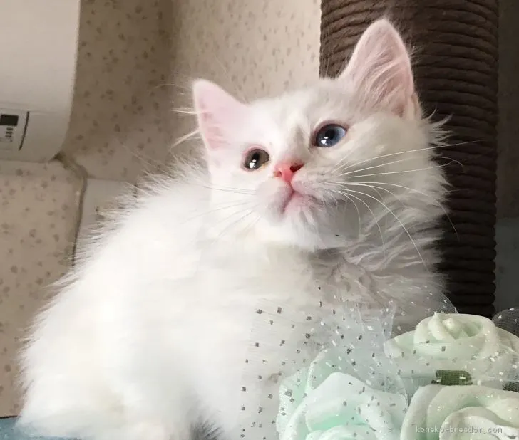 ID:1905-01515の子猫