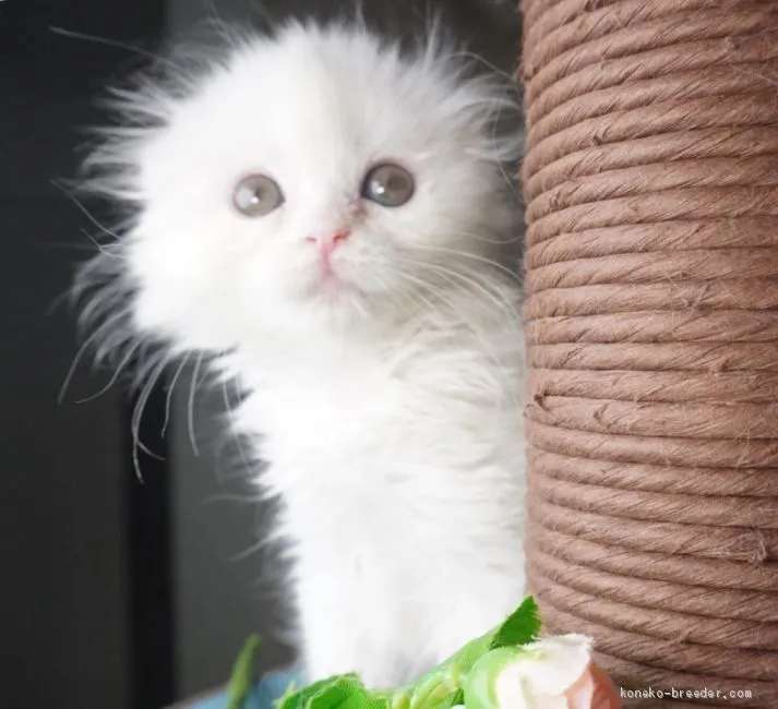 ID:1912-01160の子猫