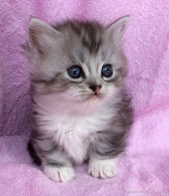 ID:1803-01080の子猫