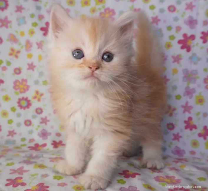 ID：1909-01915の子猫