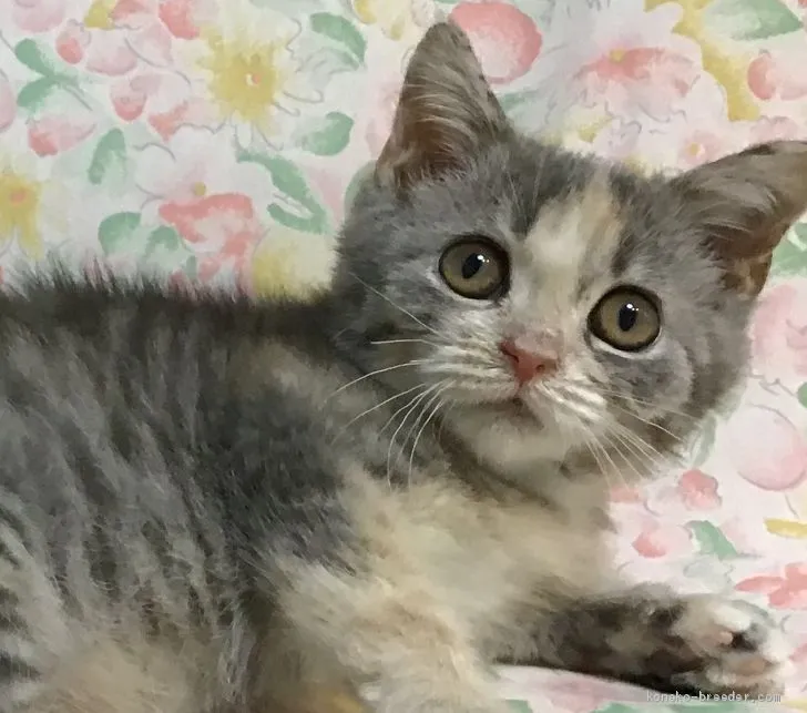 ID：2004-01770の子猫