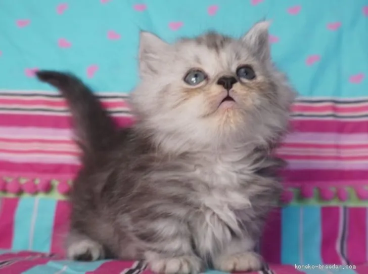 ID：1910-00649の子猫