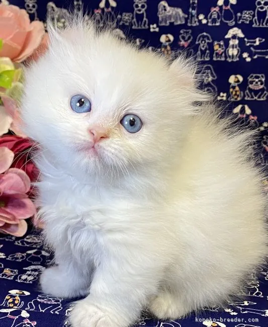 ID：2106-01691の子猫