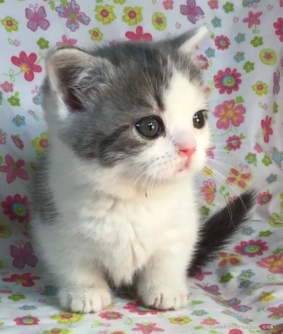 ID:1901-00609の子猫