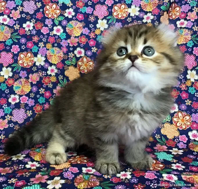 ID：2007-01165の子猫