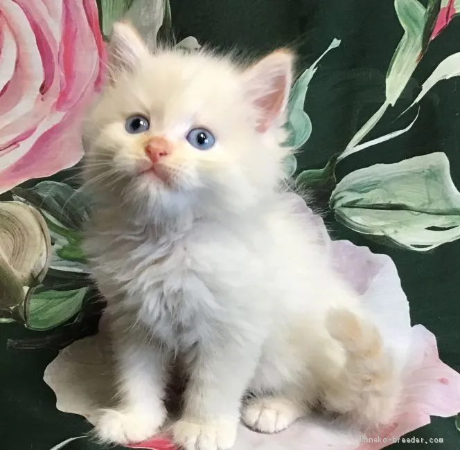 ID：2008-00083の子猫