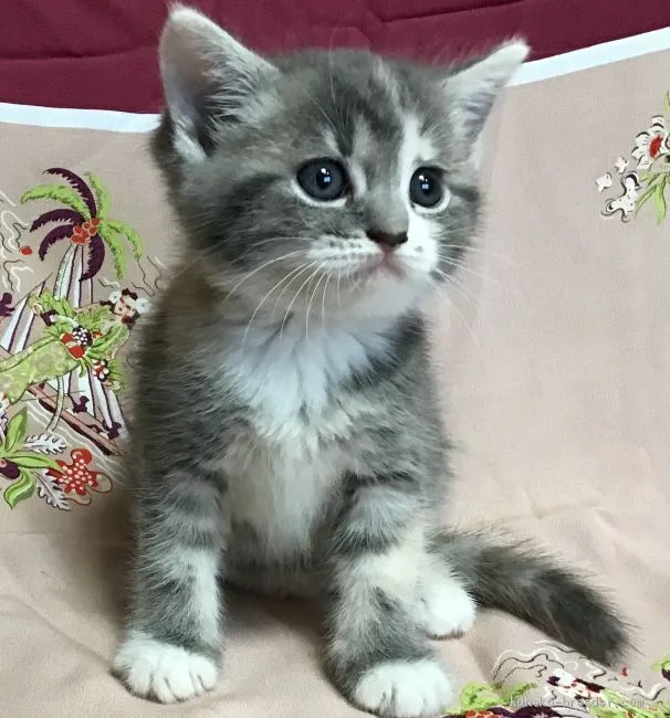 ID:2007-00381の子猫
