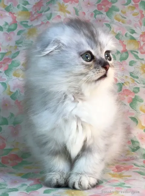 ID：1812-01119の子猫