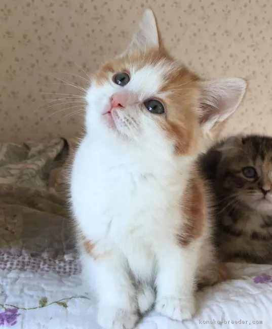 ID：1903-01714の子猫