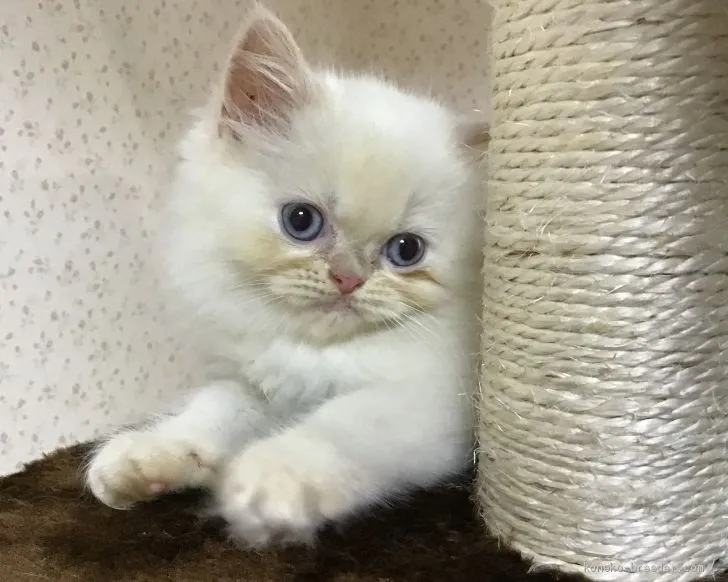 ID:2006-01166の子猫