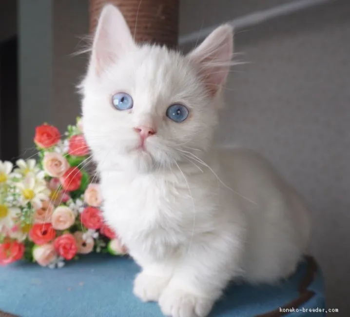 ID:1909-01764の子猫
