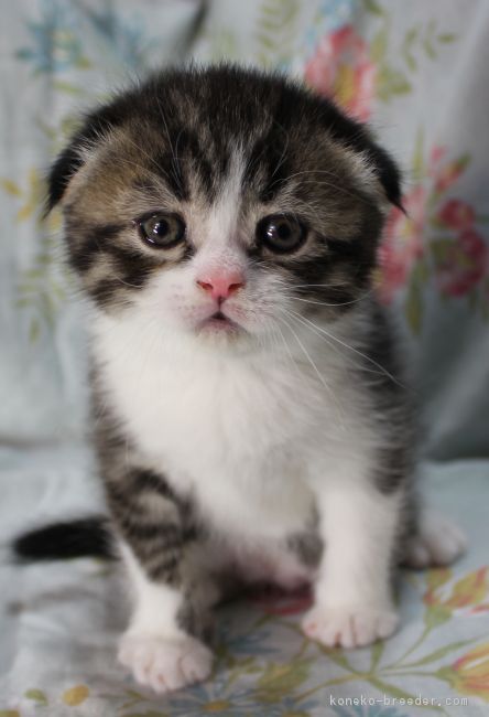 ID:1802-00938の子猫