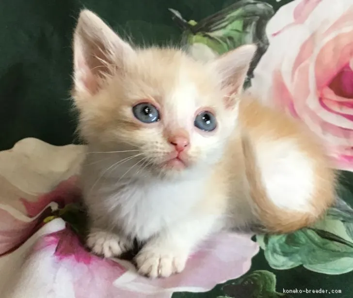 ID：2008-00792の子猫
