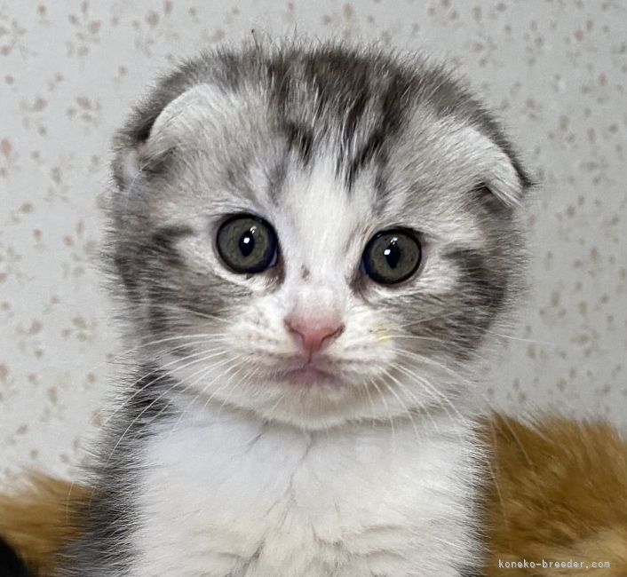 Smwoptmluzt7rm Smwoptmluzt7rm