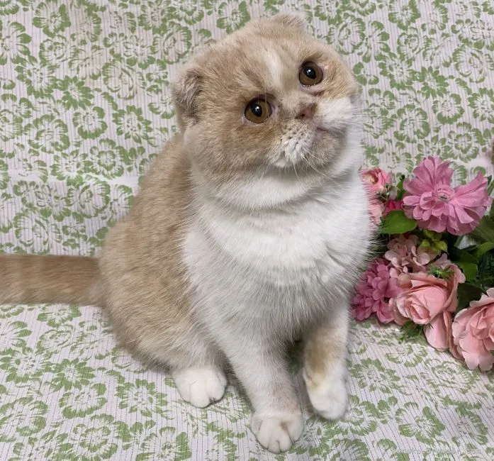 ID：2203-01436の子猫