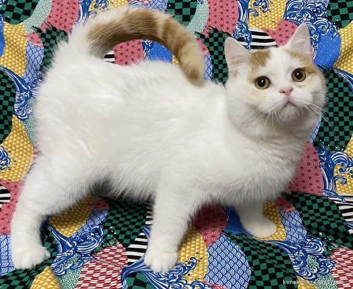 ID:2203-00673の子猫