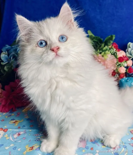 小寺 様のお迎えした子猫