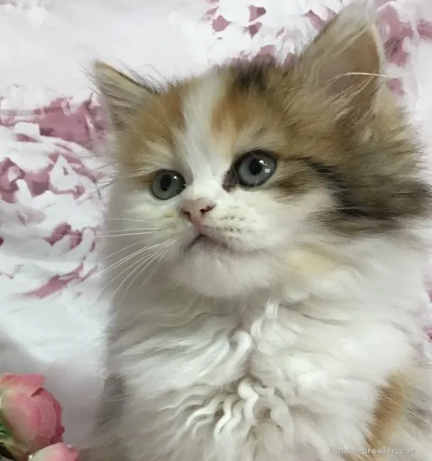 ID：2007-00972の子猫