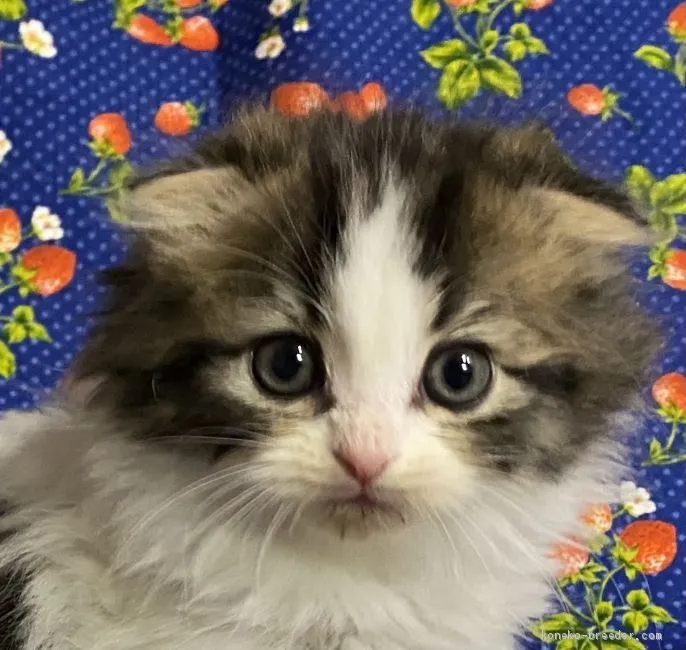 ID:2102-00318の子猫