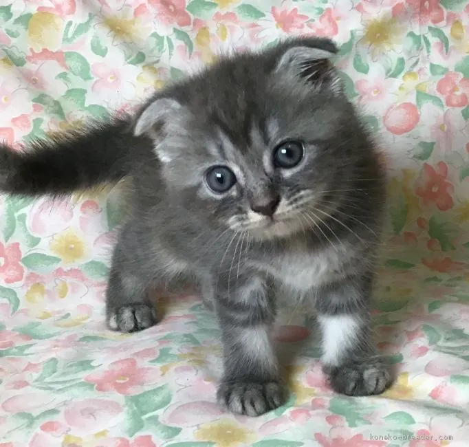 ID:2006-00764の子猫