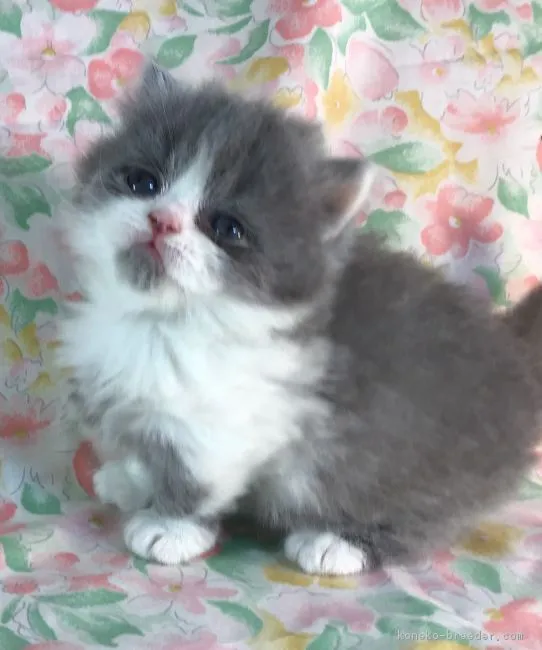 qoo0202 様のお迎えした子猫